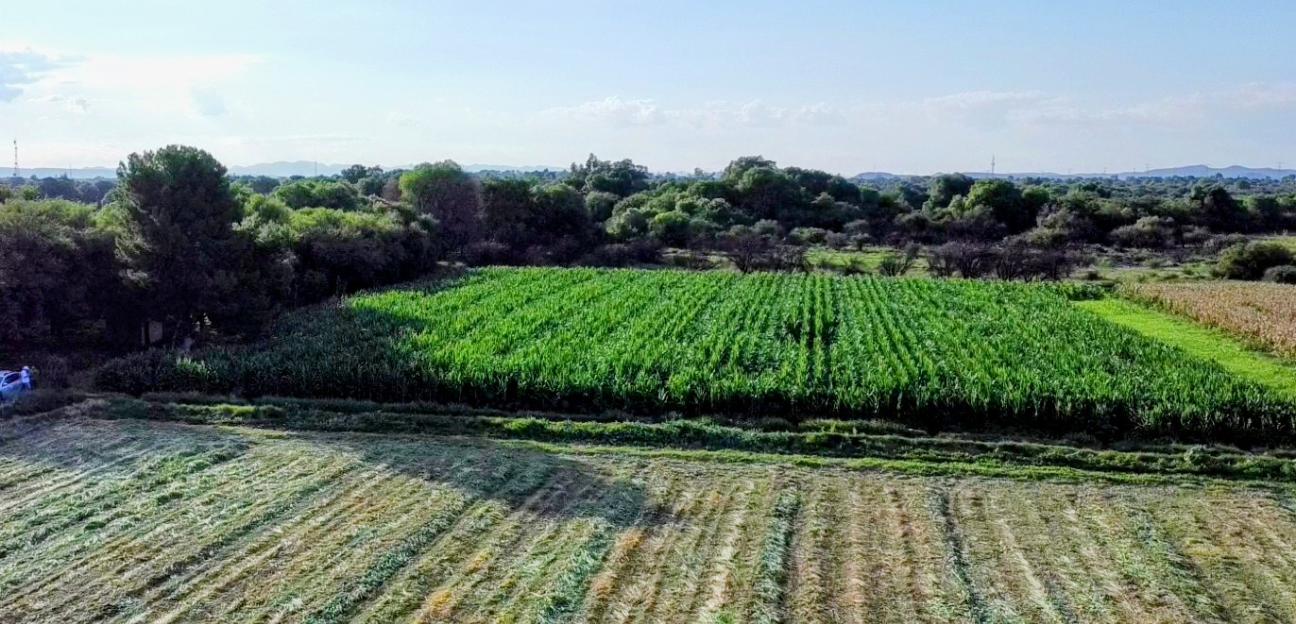 Campo soledense registra mayor producción con recientes lluvias y respaldo institucional